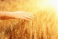 Womans hand against wheat field background. Hand of young woman touching spikelets cereal field in sunset. Agriculture harvest, Royalty Free Stock Photo