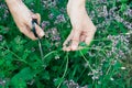 Womans hand cutting fresh oregano plant close-up Royalty Free Stock Photo