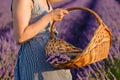 A womans hand holding a basket brimming with freshly plucked violet flowers in a lavender field