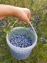 Womans hand holding bucket with picked blueberries