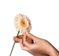 Womans Hand holding daisy flower, isolated on white background Royalty Free Stock Photo