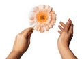 Womans Hand holding daisy flower, isolated on white background Royalty Free Stock Photo