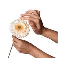 Womans Hand holding daisy flower, isolated on white background Royalty Free Stock Photo