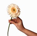Womans Hand holding daisy flower, isolated on white background Royalty Free Stock Photo