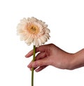 Womans Hand holding daisy flower, isolated on white background Royalty Free Stock Photo