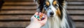 A Womans Hand Holding Pills And Closeup Medicine Emphasizing The Importance Of Medications For Dogs Royalty Free Stock Photo