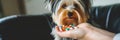 A Womans Hand Holding Pills And Closeup Medicine Emphasizing The Importance Of Medications For Dogs