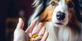 A Womans Hand Holding Pills And Closeup Medicine Emphasizing The Importance Of Medications For Dogs