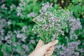 Womans hand keep fresh cutting oregano plant bouquet close-up Royalty Free Stock Photo