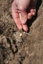 Womans hand planting young seedling of corn Royalty Free Stock Photo