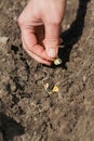 Womans hand planting young seedling of corn Royalty Free Stock Photo