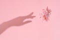 Womans hand shadow touches a natural flower on pink flat lay.