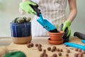 Womans hands in gloves planting young cactus plant in pot