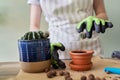 Womans hands in gloves planting young cactus plant in pot