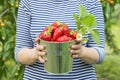 Womans hands are holding a bucket with freshly picked strawberries. Ripe organic strawberries. Harvest concept Royalty Free Stock Photo