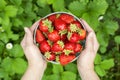 Womans hands are holding a bucket with freshly picked strawberries. Ripe organic strawberries. Harvest concept Royalty Free Stock Photo