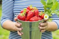 Womans hands are holding a bucket with freshly picked strawberries. Ripe organic strawberries. Harvest concept Royalty Free Stock Photo