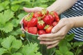 Womans hands are holding a bucket with freshly picked strawberries. Ripe organic strawberries. Harvest concept Royalty Free Stock Photo