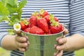 Womans hands are holding a bucket with freshly picked strawberries. Ripe organic strawberries. Harvest concept Royalty Free Stock Photo