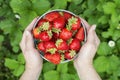 Womans hands are holding a bucket with freshly picked strawberries. Ripe organic strawberries. Harvest concept Royalty Free Stock Photo