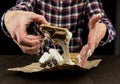 Womans Hands Pick Up Gooey Marshmallow Smore.dng Royalty Free Stock Photo