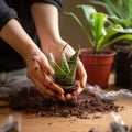 Womans hands plant sansevieria, cultivating life in fresh, nurturing soil