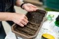 Womans hands planting young seedlings on spring day. Growing own fruits and vegetables in a homestead. Gardening and lifestyle of