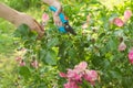 Womans hands with secateurs cutting off wilted flowers on rose bush Royalty Free Stock Photo