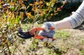 Womans hands with secateurs cutting off wilted flowers on rose bush Royalty Free Stock Photo