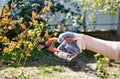 Womans hands with secateurs cutting off wilted flowers on rose bush Royalty Free Stock Photo