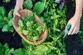 Womans hands with secateurs picking basil leaves Royalty Free Stock Photo