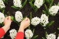 Womans hands touching white hyacinth on flowerbed Royalty Free Stock Photo