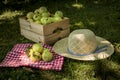 Freshly pickled ripe organic apples in wooden crate on green grass Royalty Free Stock Photo