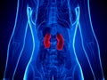 A womans kidneys