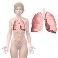Womans lung Royalty Free Stock Photo