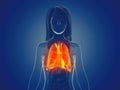 A womans lung Royalty Free Stock Photo