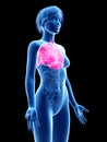 Womans lung Royalty Free Stock Photo