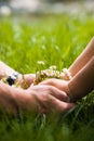 Womans and mans hands and bouquet of camomiles Royalty Free Stock Photo