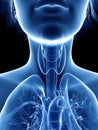 A womans throat anatomy