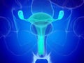 A womans uterus