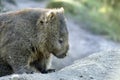 Wombat Royalty Free Stock Photo