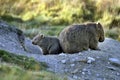 Wombat Royalty Free Stock Photo