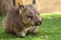 Wombat Royalty Free Stock Photo