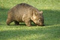 Wombat Royalty Free Stock Photo