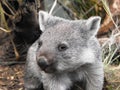 Wombat 2