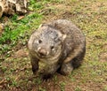 Australian cute and smiling wombat Royalty Free Stock Photo