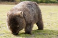 Wombat Royalty Free Stock Photo