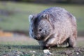 Wombat Royalty Free Stock Photo