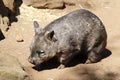 Wombat of Australia in captivity