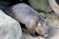 Wombat, Australia